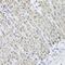 FA Complementation Group L antibody, GTX64576, GeneTex, Immunohistochemistry paraffin image 