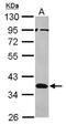 Musashi RNA Binding Protein 2 antibody, NBP2-19443, Novus Biologicals, Western Blot image 