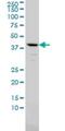 AMBP antibody, H00000259-M01, Novus Biologicals, Western Blot image 