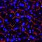 Carcinoembryonic Antigen Related Cell Adhesion Molecule 1 antibody, MAB6480, R&D Systems, Immunohistochemistry paraffin image 