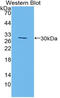 MFNG O-Fucosylpeptide 3-Beta-N-Acetylglucosaminyltransferase antibody, MBS2002918, MyBioSource, Western Blot image 