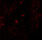 Hyaluronan mediated motility receptor antibody, A05056, Boster Biological Technology, Immunofluorescence image 