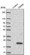 Retinal rod rhodopsin-sensitive cGMP 3 ,5 -cyclic phosphodiesterase subunit delta antibody, HPA037434, Atlas Antibodies, Western Blot image 