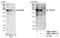 AT-Rich Interaction Domain 4B antibody, NBP1-26618, Novus Biologicals, Western Blot image 