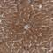 Poly(ADP-Ribose) Polymerase Family Member 11 antibody, PA5-55456, Invitrogen Antibodies, Immunohistochemistry frozen image 