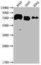 CD55 Molecule (Cromer Blood Group) antibody, CSB-RA440943A0HU, Cusabio, Western Blot image 