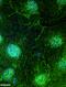 Septin 7 antibody, 13818-1-AP, Proteintech Group, Immunofluorescence image 
