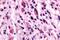 Gamma-Aminobutyric Acid Type B Receptor Subunit 1 antibody, NLS5332, Novus Biologicals, Immunohistochemistry frozen image 