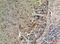 Branched Chain Amino Acid Transaminase 1 antibody, STJ96808, St John