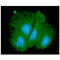 Small glutamine-rich tetratricopeptide repeat-containing protein alpha antibody, GTX57661, GeneTex, Immunocytochemistry image 