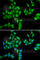 BTG Anti-Proliferation Factor 1 antibody, A6359, ABclonal Technology, Immunofluorescence image 