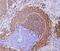 Paired Box 5 antibody, M00669-2, Boster Biological Technology, Immunohistochemistry paraffin image 
