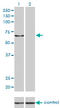 Karyopherin Subunit Alpha 5 antibody, LS-C197583, Lifespan Biosciences, Western Blot image 