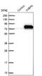 Complement Component 4 Binding Protein Alpha antibody, NBP1-88262, Novus Biologicals, Western Blot image 