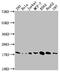 Superoxide Dismutase 1 antibody, CSB-RA829583A0HU, Cusabio, Western Blot image 