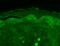 SH3 And Multiple Ankyrin Repeat Domains 3 antibody, SMC-336D-A488, StressMarq, Immunohistochemistry paraffin image 
