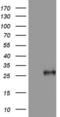Adiponectin, C1Q And Collagen Domain Containing antibody, LS-C790440, Lifespan Biosciences, Western Blot image 