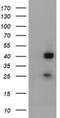 Alpha-1,4-N-Acetylglucosaminyltransferase antibody, NBP2-45539, Novus Biologicals, Western Blot image 