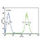 Cannabinoid Receptor 2 antibody, abx025839, Abbexa, Western Blot image 