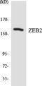 Zinc Finger E-Box Binding Homeobox 2 antibody, LS-B12510, Lifespan Biosciences, Western Blot image 