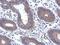 Ectonucleoside Triphosphate Diphosphohydrolase 7 antibody, NBP2-16343, Novus Biologicals, Immunohistochemistry frozen image 