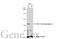 Dystroglycan 1 antibody, GTX635178, GeneTex, Western Blot image 