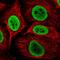 Non-POU Domain Containing Octamer Binding antibody, NBP2-38727, Novus Biologicals, Immunofluorescence image 