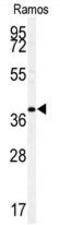 MAF BZIP Transcription Factor antibody, GTX81509, GeneTex, Western Blot image 