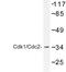 Cyclin Dependent Kinase 1 antibody, LS-C176659, Lifespan Biosciences, Western Blot image 