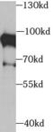 XRCC5 antibody, FNab09555, FineTest, Western Blot image 