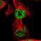 THO Complex 1 antibody, PA5-54056, Invitrogen Antibodies, Immunofluorescence image 