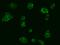 Small G Protein Signaling Modulator 3 antibody, 202873-T02, Sino Biological, Immunohistochemistry paraffin image 