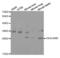 Carcinoembryonic Antigen Related Cell Adhesion Molecule 3 antibody, LS-C332190, Lifespan Biosciences, Western Blot image 