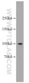 Interleukin 12 Receptor Subunit Beta 1 antibody, 13287-1-AP, Proteintech Group, Western Blot image 
