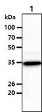 Phosphoribosyl Pyrophosphate Synthetase 1 antibody, NBP2-42649, Novus Biologicals, Western Blot image 