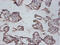 Interleukin 12B antibody, CSB-PA06615A0Rb, Cusabio, Immunohistochemistry frozen image 