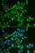 Tachykinin-3 antibody, A6312, ABclonal Technology, Immunofluorescence image 