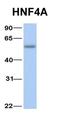 MYB Proto-Oncogene, Transcription Factor antibody, orb329586, Biorbyt, Western Blot image 