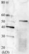 Regulatory protein SWI6 antibody, 63-101, BioAcademia Inc, Western Blot image 