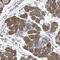 TPD52 Like 1 antibody, NBP1-84314, Novus Biologicals, Immunohistochemistry frozen image 