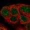 Nicotinamide Riboside Kinase 1 antibody, HPA049795, Atlas Antibodies, Immunofluorescence image 