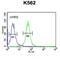 WD Repeat Domain 73 antibody, abx032473, Abbexa, Western Blot image 