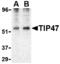 Perilipin 3 antibody, MBS150702, MyBioSource, Western Blot image 
