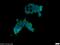 Tuftelin 1 antibody, 23385-1-AP, Proteintech Group, Immunofluorescence image 