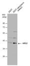 Arginase 2 antibody, GTX104036, GeneTex, Western Blot image 