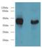 Dermokine antibody, LS-C375588, Lifespan Biosciences, Western Blot image 