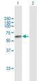 Trophoblast Glycoprotein antibody, H00007162-B01P, Novus Biologicals, Western Blot image 