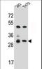 Olfactory Receptor Family 4 Subfamily P Member 4 antibody, LS-C163207, Lifespan Biosciences, Western Blot image 