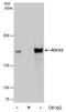 Rho Associated Coiled-Coil Containing Protein Kinase 2 antibody, PA5-78290, Invitrogen Antibodies, Immunoprecipitation image 