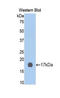 Cyclin Dependent Kinase 2 antibody, LS-C304977, Lifespan Biosciences, Western Blot image 